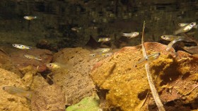 Guppies in a River Tributary (image)