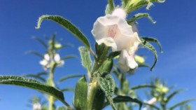 Sesame Flower (image)