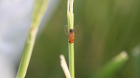 Microbiome Change Drives Evolution in Fruit Flies (image)