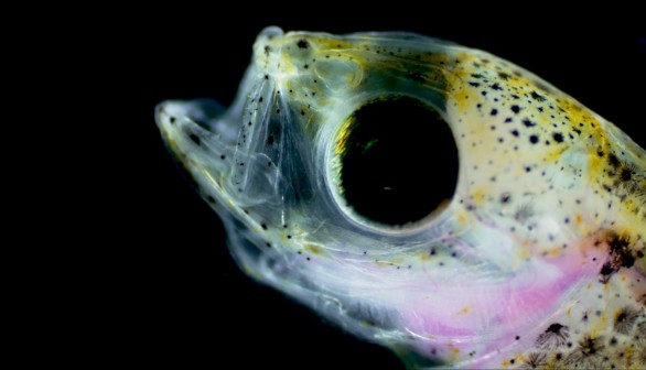 North Atlantic Haddock Larvae (image)