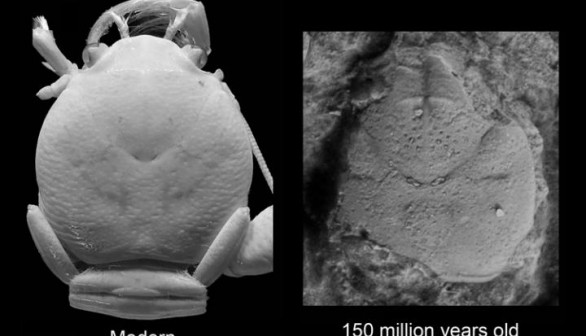 Modern and Fossil Porcelain Crabs (image)