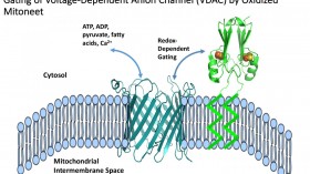 mitoNEET regulation of VDAC (image)