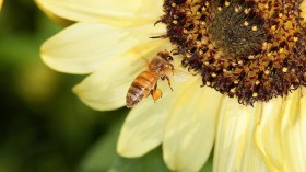 Honey Bee on a Sunflower (image)