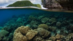 Actions to Save Coral Reefs Could Benefit All Ecosystems, Including Those on Land (image)