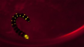 Railroad Worms Produce Red Light (image)