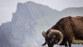 Soay Sheep (image)