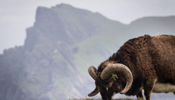 Soay Sheep (image)