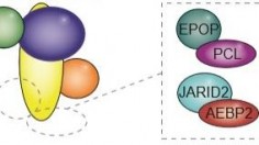 Illustration of PRC2 and Associated Proteins (image)