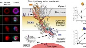 Live-Cell Imaging of Sterol Transport to the Yeast Vacuole (image)