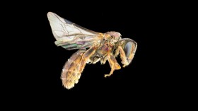 New Species of Bee on Fiji, the Eye-Catching Homalictus groomi (image)