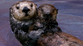 Rescued Southern Sea Otter Pup 327 with Surrogate Mother (image)