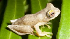  Rhacophorus bimaculatus Frog (image)