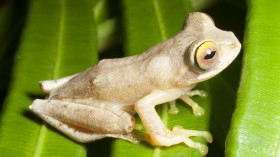  Rhacophorus bimaculatus Frog (image)