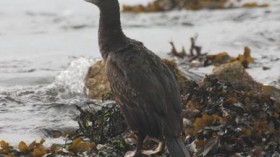 European Shags (image)