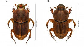 Figure of Dung Beetles (image)