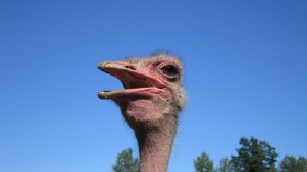 Ostrich (image)