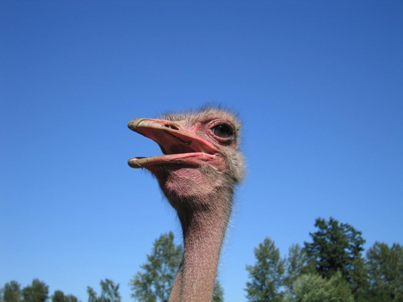 Ostrich (image)