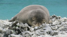 Hawaiian monk seal rests on a beach in Hawaii