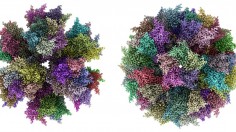 ADDomer: Two views seen from a different angle of synthetic multiepitope display scaffold for next generation vaccines