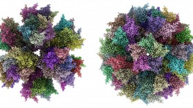 ADDomer: Two views seen from a different angle of synthetic multiepitope display scaffold for next generation vaccines