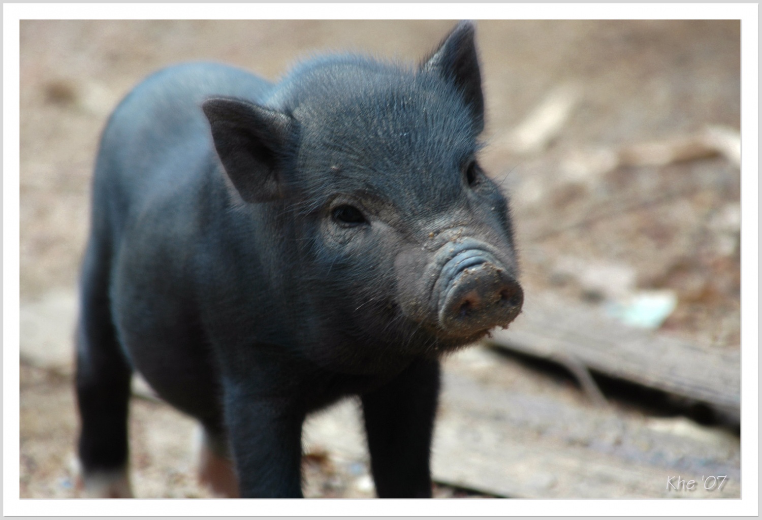 The Truth About Teacup Pigs What Happened to the Animals? Nature