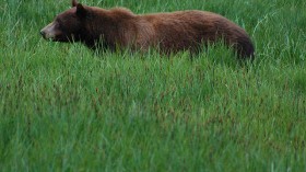 Black bear in Yosemite National Park 