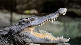 What did ancient crocodiles eat? Study says as much as a snout can grab