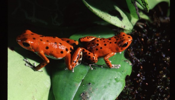 Strawberry Poison Frogs, Bocas Del Toro, Panama (IMAGE)