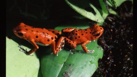 Strawberry Poison Frogs, Bocas Del Toro, Panama (IMAGE)