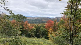 Alder Brook forest