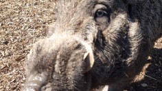 Visayan warty pigs