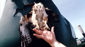 A hawk stuck in the nosecone of a Lockheed C-130 Hercules