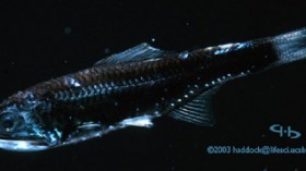 lanternfish 