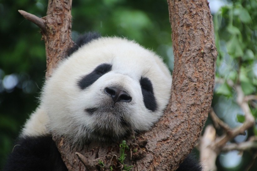 Panda sleeping on a tree