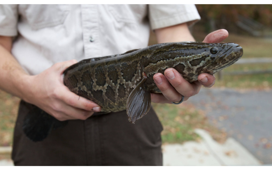 snakehead fish in texas