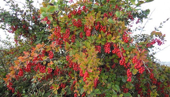 Berberis vulgaris