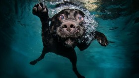 Dog Safety When Swimming