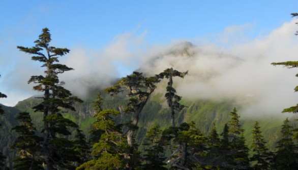 Tongass Forest