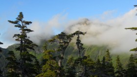 Tongass Forest