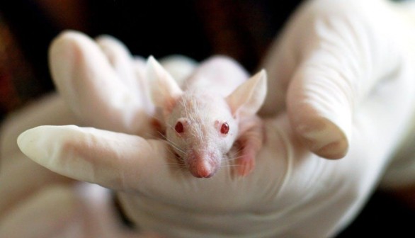 Researchers have made a breakthrough on aging in mice 