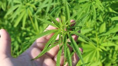 Hemp Quickly Becoming Popular in The Cannabis Industry