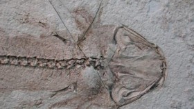 a fossil of the salamander Chunerpeton showing not only the preserved skeleton but also the skin and even external gills.