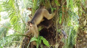 Short-tailed Macaque