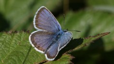 British Blue Butterfly