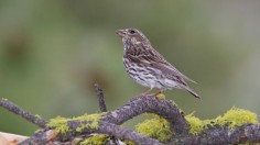 Pictured is a female Cassin's finch. 