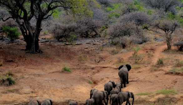 elephants 