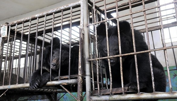 Bear in Bile Duct Farm in China