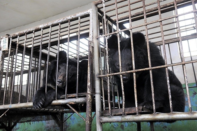 Bear in Bile Duct Farm in China