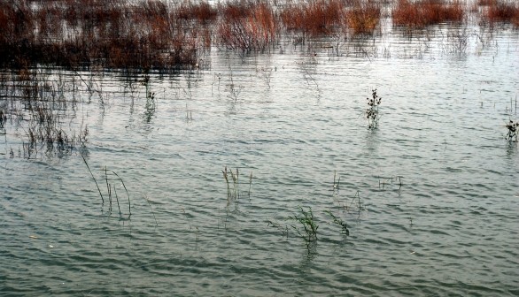 Marshland