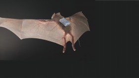 Desmodus Rotundus Bat